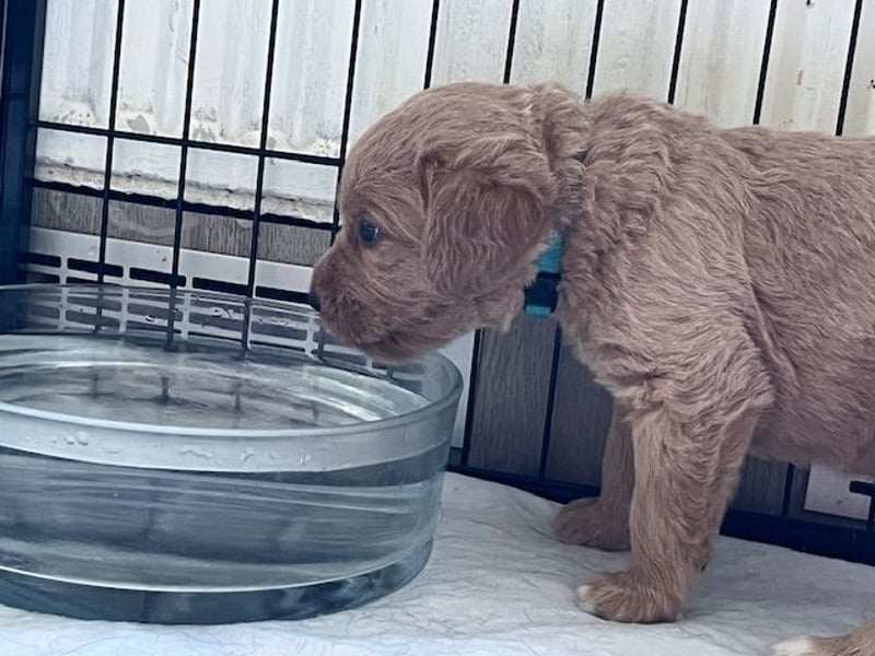 Labradoodlewelpen F1 (mittelgroß) - abgabebereit ab dem 05.06.