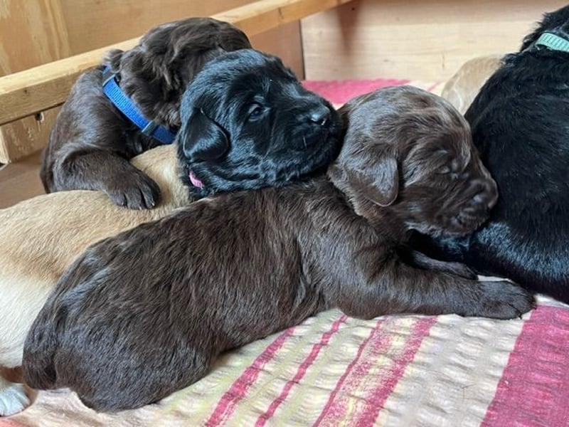 Labradoodlewelpen F1 (mittelgroß) - abgabebereit ab dem 05.06.