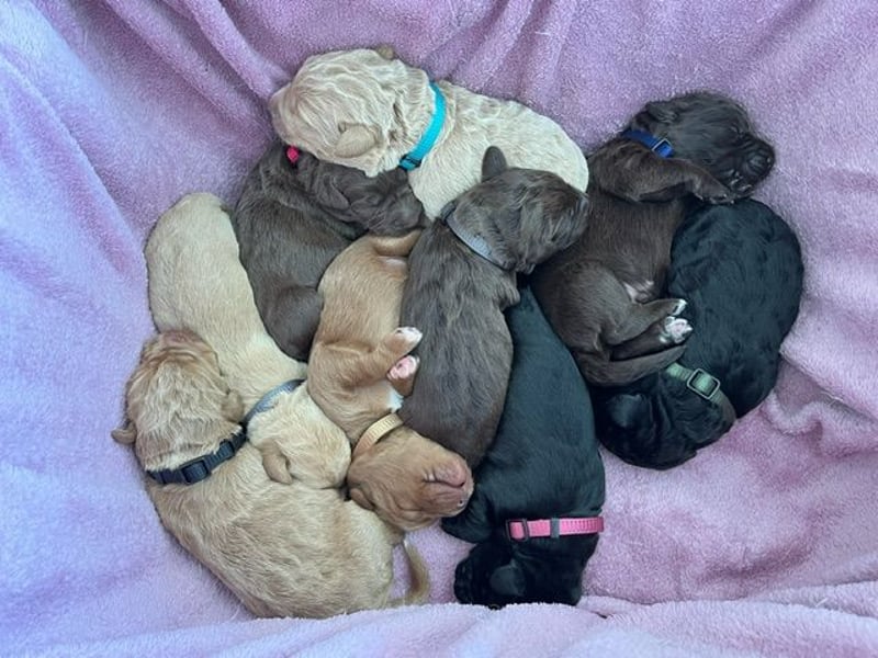 Labradoodlewelpen F1 (mittelgroß) - abgabebereit ab dem 05.06.