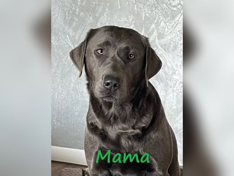 Labradoodlewelpen F1 (mittelgroß) - abgabebereit ab dem 05.06.