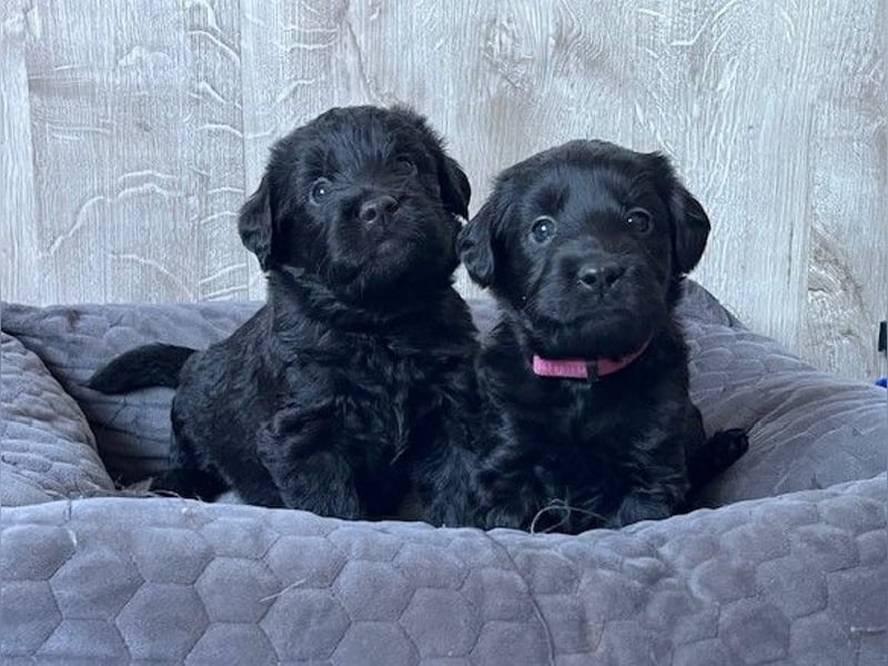 Labradoodlewelpen F1 (mittelgroß) - abgabebereit ab dem 05.06.