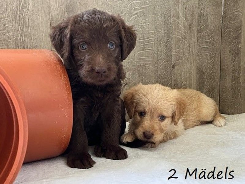 Labradoodlewelpen F1 (mittelgroß) - abgabebereit ab dem 05.06.