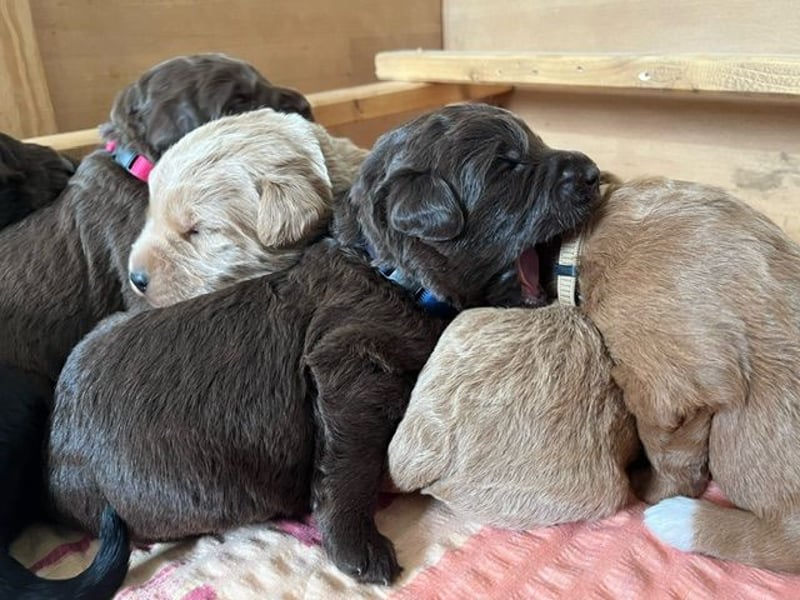 Labradoodlewelpen F1 (mittelgroß) - abgabebereit ab dem 05.06.