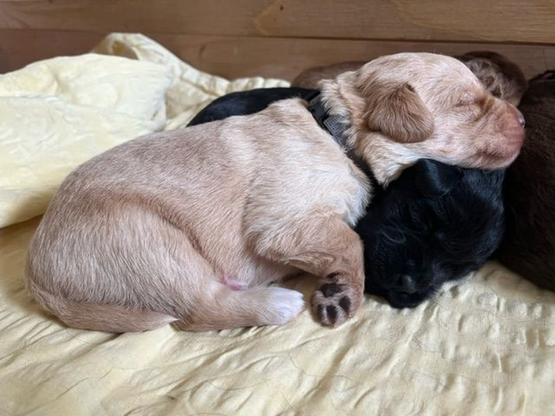 Labradoodlewelpen F1 (mittelgroß) - abgabebereit ab dem 05.06.