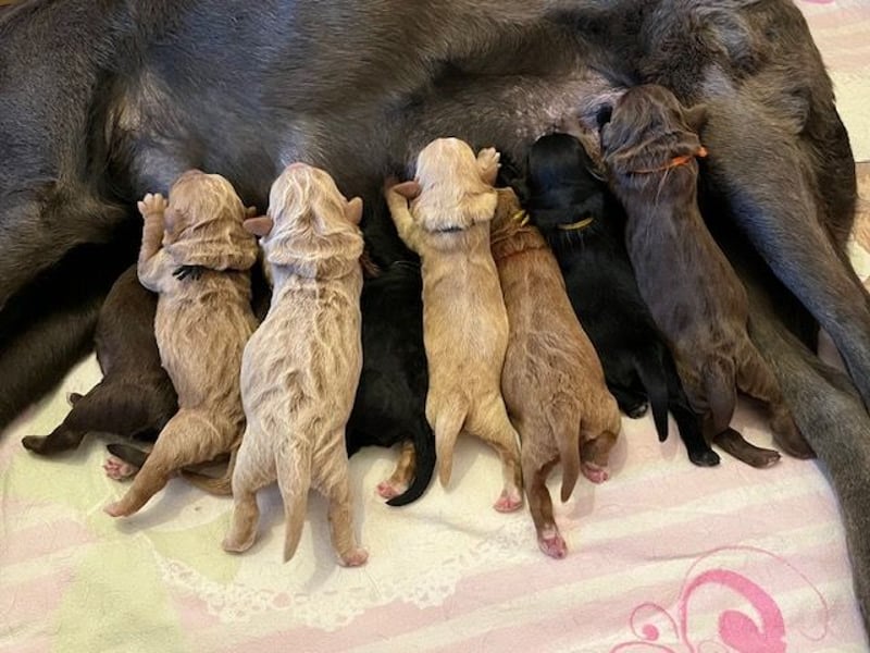 Labradoodlewelpen F1 (mittelgroß) - abgabebereit ab dem 05.06.
