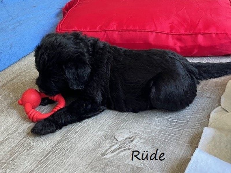 Labradoodlewelpen F1 (mittelgroß) - abgabebereit ab dem 05.06.