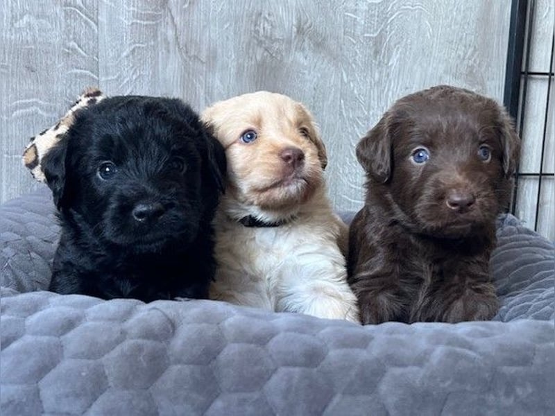 Labradoodlewelpen F1 (mittelgroß) - abgabebereit ab dem 05.06.
