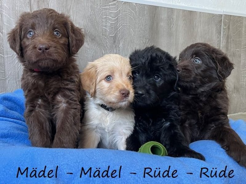 Labradoodlewelpen F1 (mittelgroß) - abgabebereit ab dem 05.06.