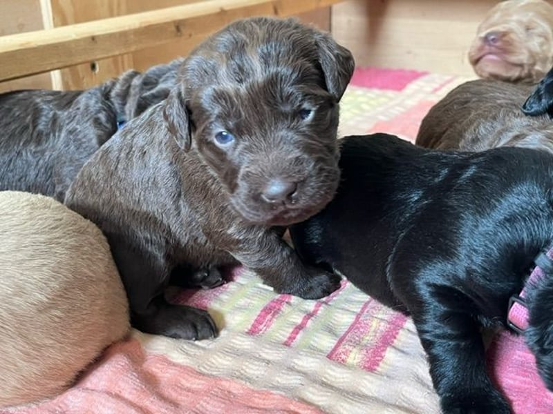 Labradoodlewelpen F1 (mittelgroß) - abgabebereit ab dem 05.06.