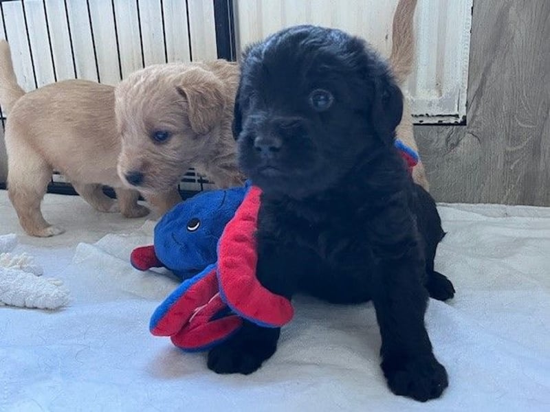 Labradoodlewelpen F1 (mittelgroß) - abgabebereit ab dem 05.06.