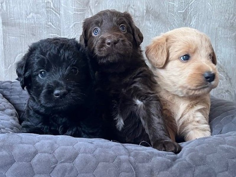 Labradoodlewelpen F1 (mittelgroß) - abgabebereit ab dem 05.06.