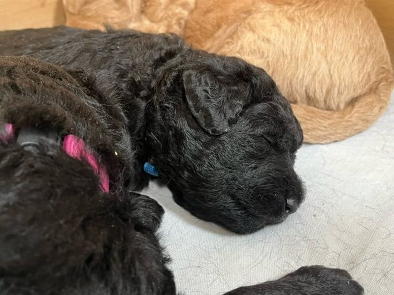 Labradoodlewelpen F1 (mittelgroß) - abgabebereit ab dem 05.06.