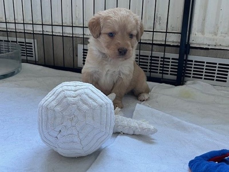 Labradoodlewelpen F1 (mittelgroß) - abgabebereit ab dem 05.06.