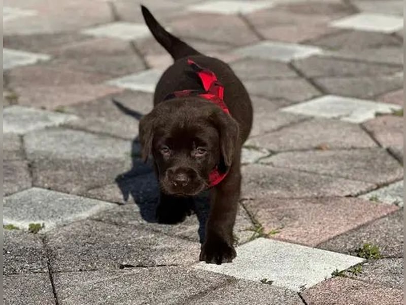 Labrador retriever Hündin – geimpft, entwurmt, gechipt, mit EU-Heimtierausweis