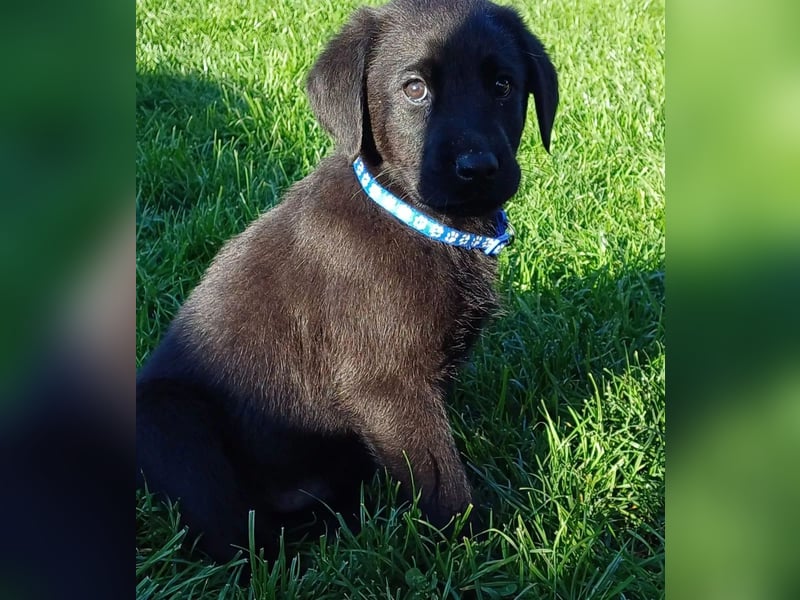 Labrador Retriever Hündin – geimpft, entwurmt, gechipt, mit EU-Heimtierausweis