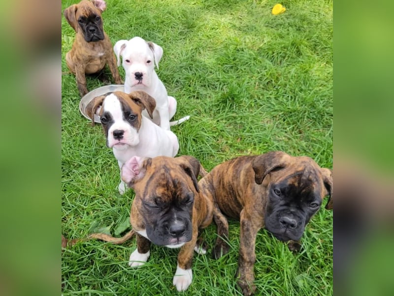 Labrador Retriever Hündin – geimpft, entwurmt, gechipt, mit EU-Heimtierausweis