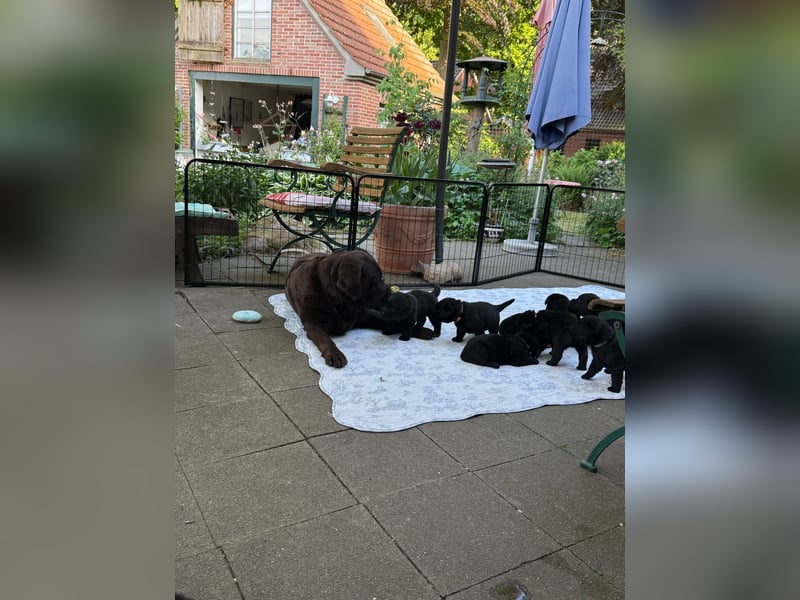 Wunderschöne Labrador Welpen ~ Showlinie