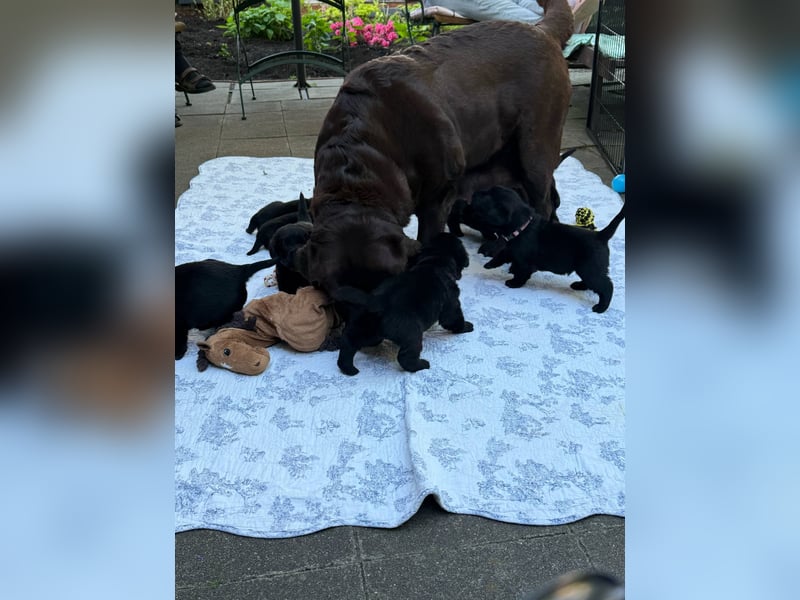 Wunderschöne Labrador Welpen ~ Showlinie
