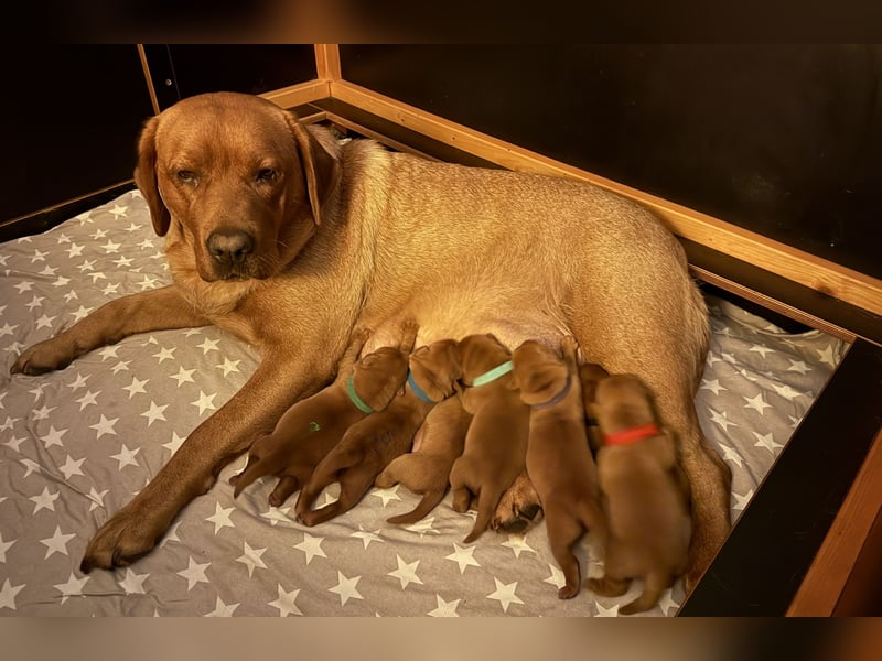 WELPEN Labrador foxred (gelb) reinrassig - zugelassene Zuchtstätte DRC