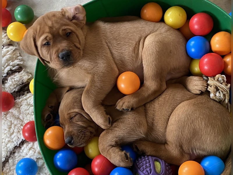 WELPEN Labrador foxred (gelb) reinrassig - zugelassene Zuchtstätte DRC