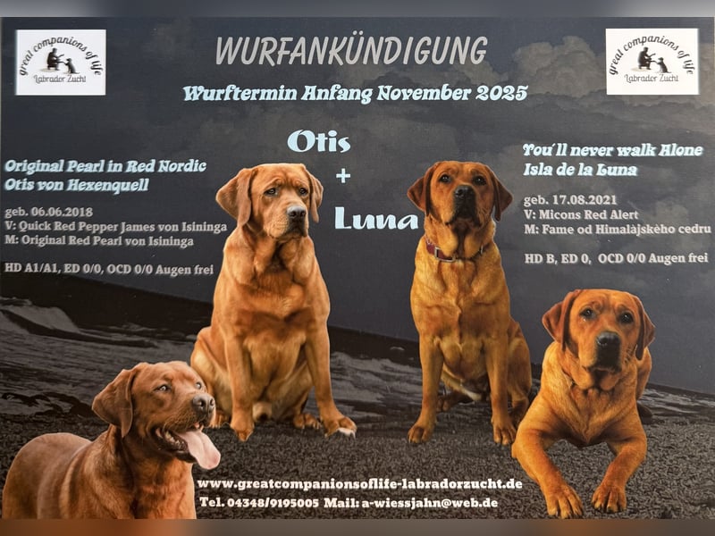 WELPEN Labrador foxred (gelb) reinrassig - zugelassene Zuchtstätte DRC
