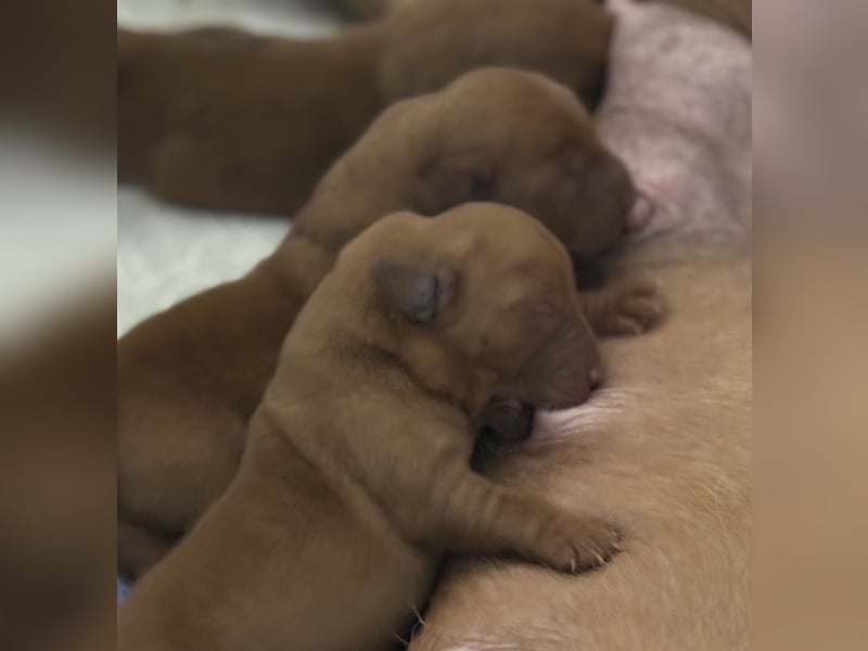 WELPEN Labrador foxred (gelb) reinrassig - zugelassene Zuchtstätte DRC
