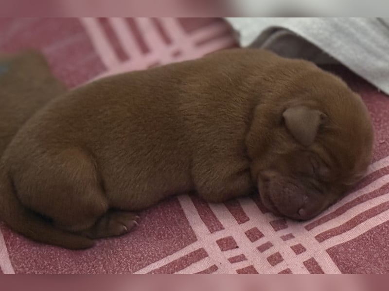 WELPEN Labrador foxred (gelb) reinrassig - zugelassene Zuchtstätte DRC