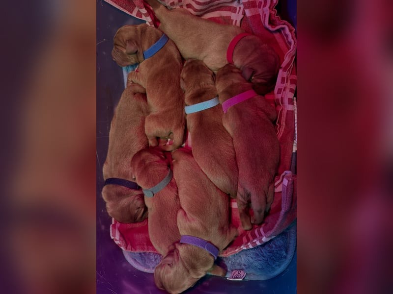 WELPEN Labrador foxred (gelb) reinrassig - zugelassene Zuchtstätte DRC