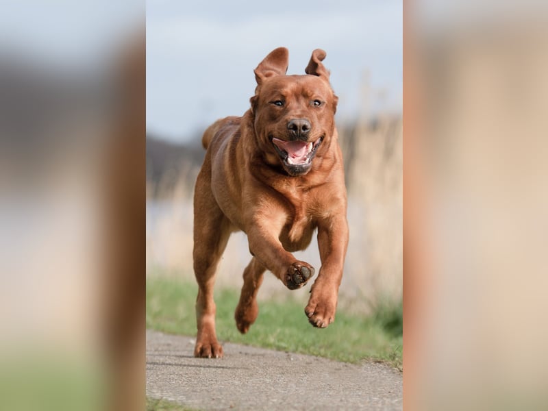 WELPEN Labrador foxred (gelb) reinrassig - zugelassene Zuchtstätte DRC