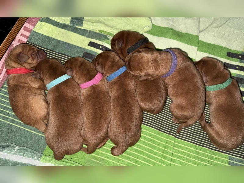 WELPEN Labrador foxred (gelb) reinrassig - zugelassene Zuchtstätte DRC