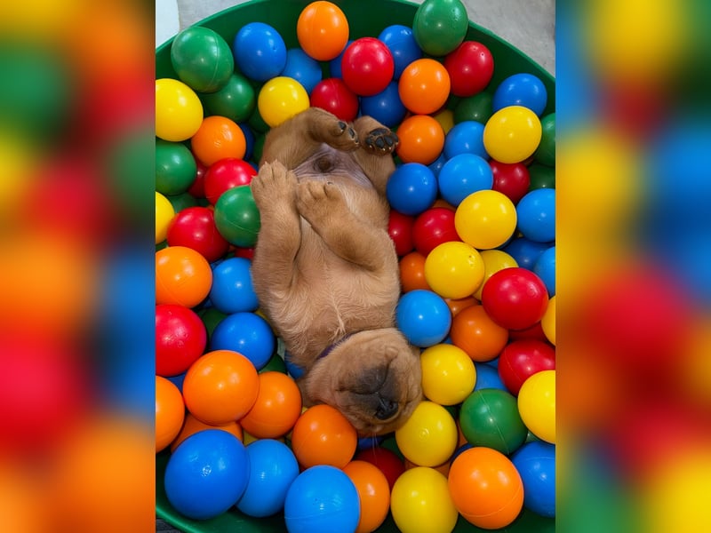 WELPEN Labrador foxred (gelb) reinrassig - zugelassene Zuchtstätte DRC