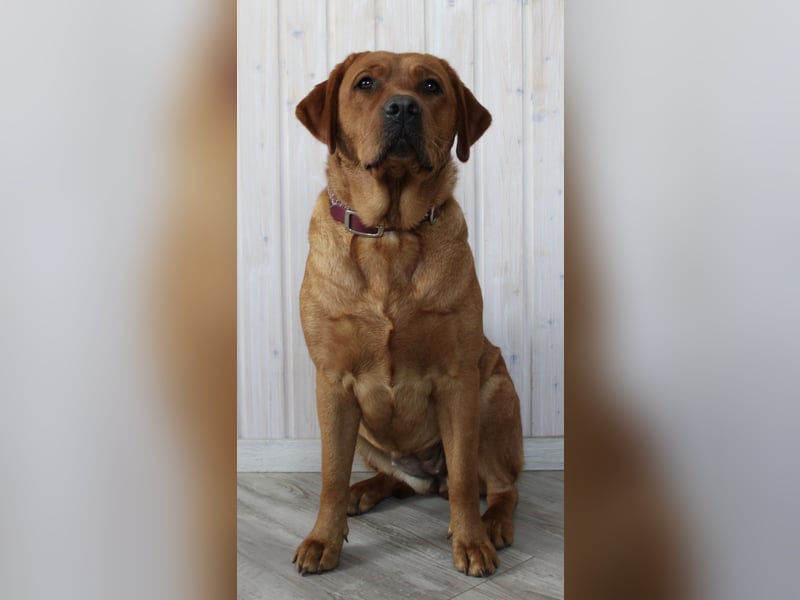 WELPEN Labrador foxred (gelb) reinrassig - zugelassene Zuchtstätte DRC