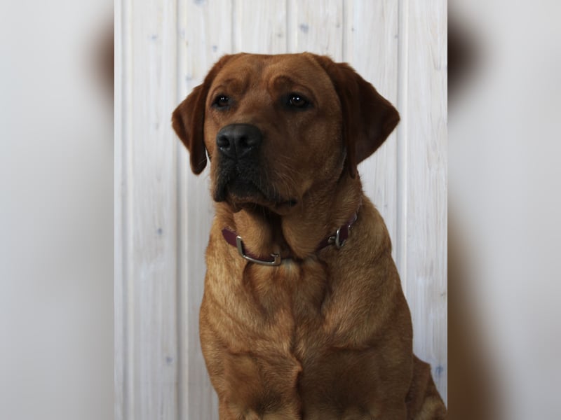 WELPEN Labrador foxred (gelb) reinrassig - zugelassene Zuchtstätte DRC
