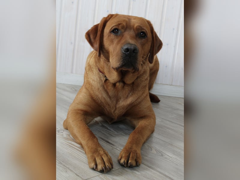 WELPEN Labrador foxred (gelb) reinrassig - zugelassene Zuchtstätte DRC