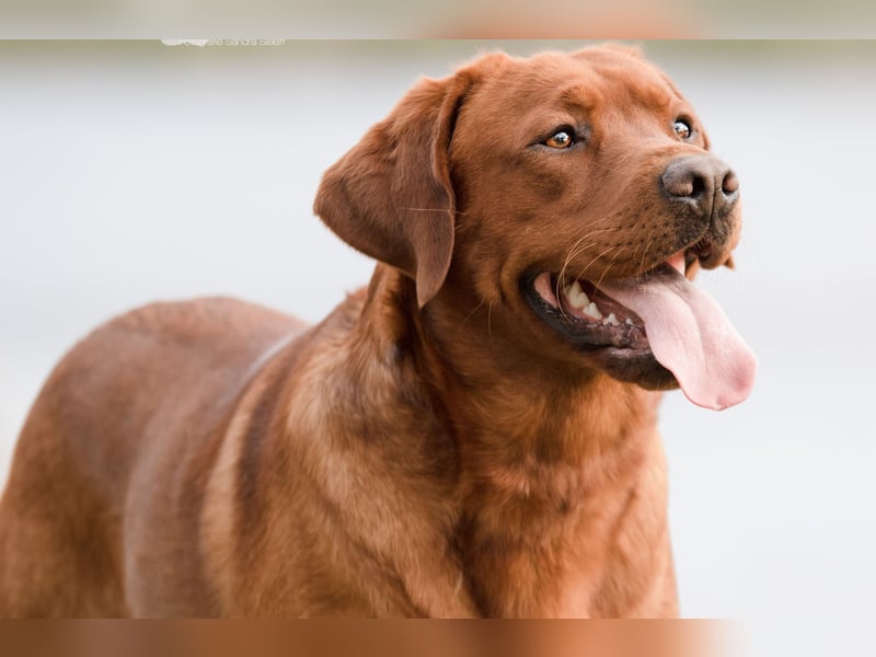 WELPEN Labrador foxred (gelb) reinrassig - zugelassene Zuchtstätte DRC