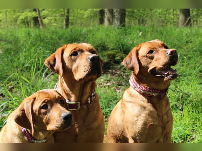 WELPEN Labrador foxred (gelb) reinrassig - zugelassene Zuchtstätte DRC
