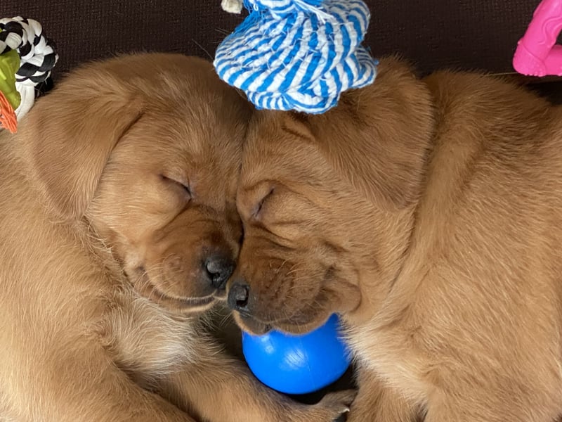 WELPEN Labrador foxred (gelb) reinrassig - zugelassene Zuchtstätte DRC