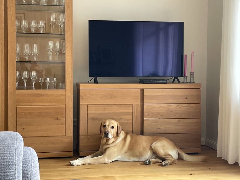 Labrador Retriever Dunkelblond als Deckrüde