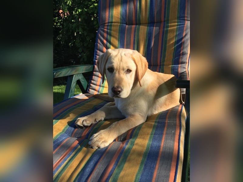 Labrador Retriever Dunkelblond als Deckrüde