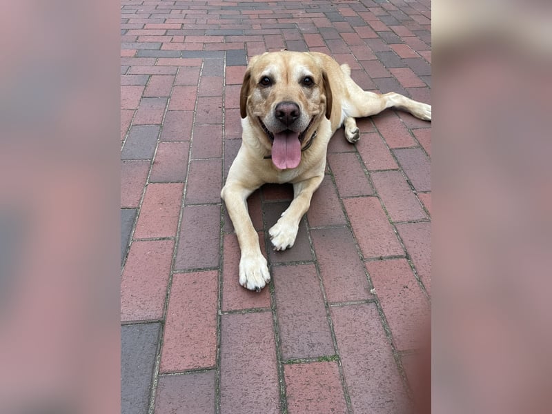 Labrador Retriever Dunkelblond als Deckrüde