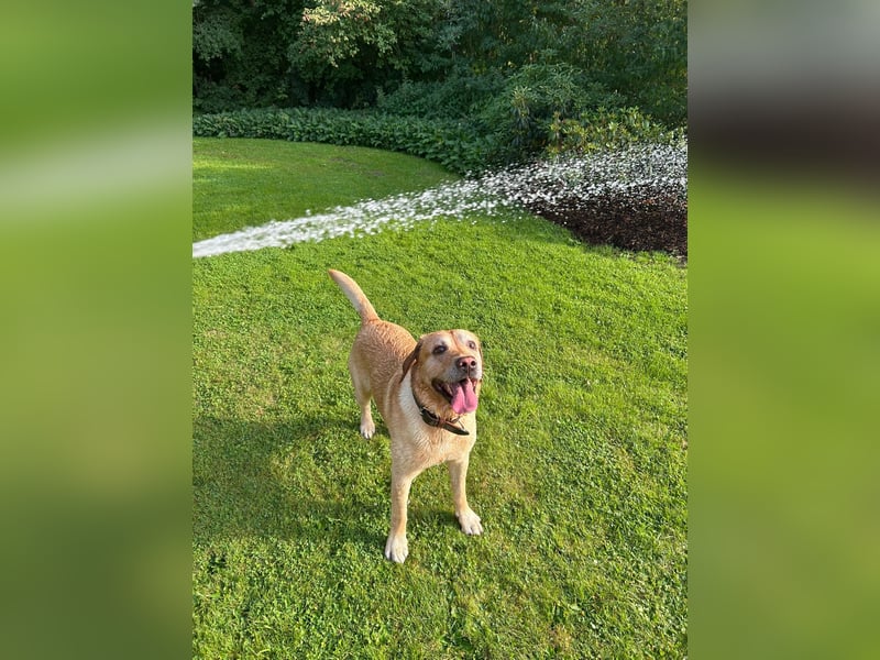 Labrador Retriever Dunkelblond als Deckrüde