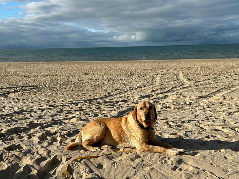 Labrador Retriever Dunkelblond als Deckrüde