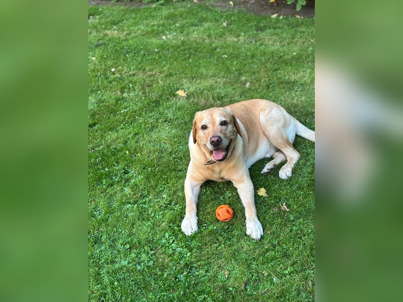 Labrador Retriever Dunkelblond als Deckrüde
