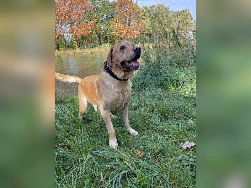 Labrador Retriever Dunkelblond als Deckrüde