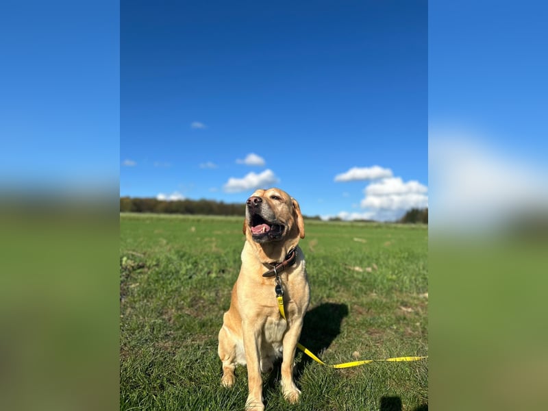 Labrador Retriever Dunkelblond als Deckrüde