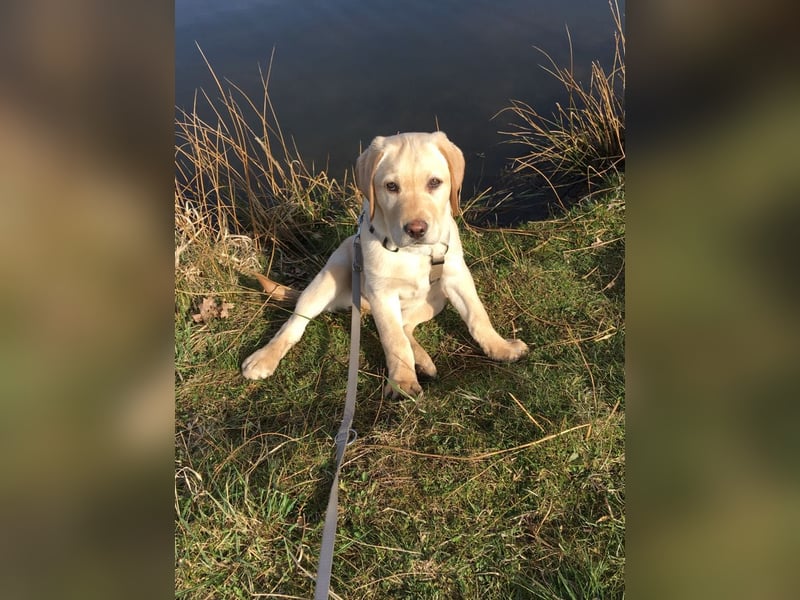 Labrador Retriever Dunkelblond als Deckrüde