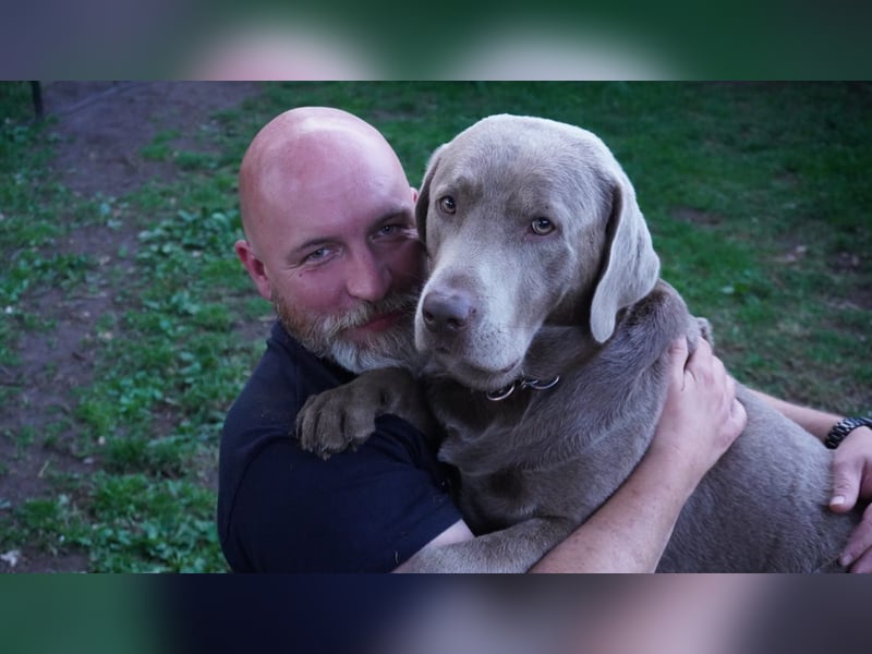 Deckrüde Harald von der PlauerSeelandschaft mit Ahnennachweis