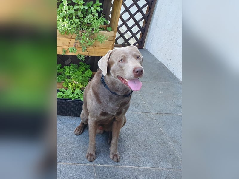 Deckrüde Harald von der PlauerSeelandschaft mit Ahnennachweis