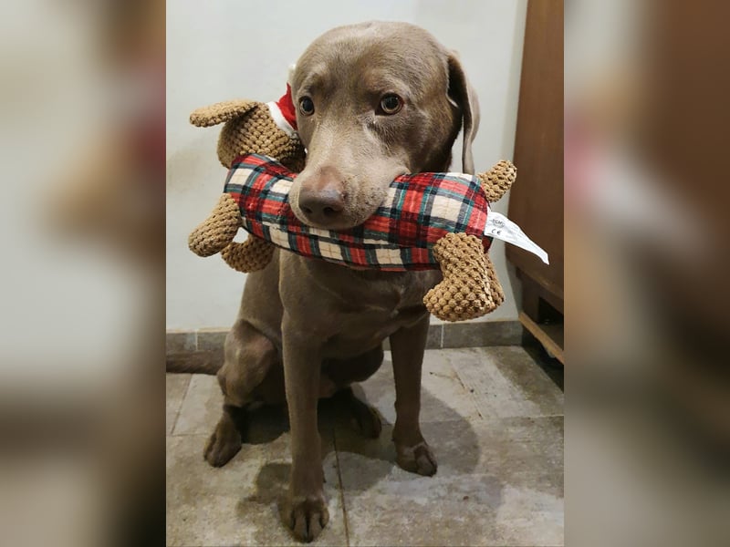 Deckrüde Harald von der PlauerSeelandschaft mit Ahnennachweis