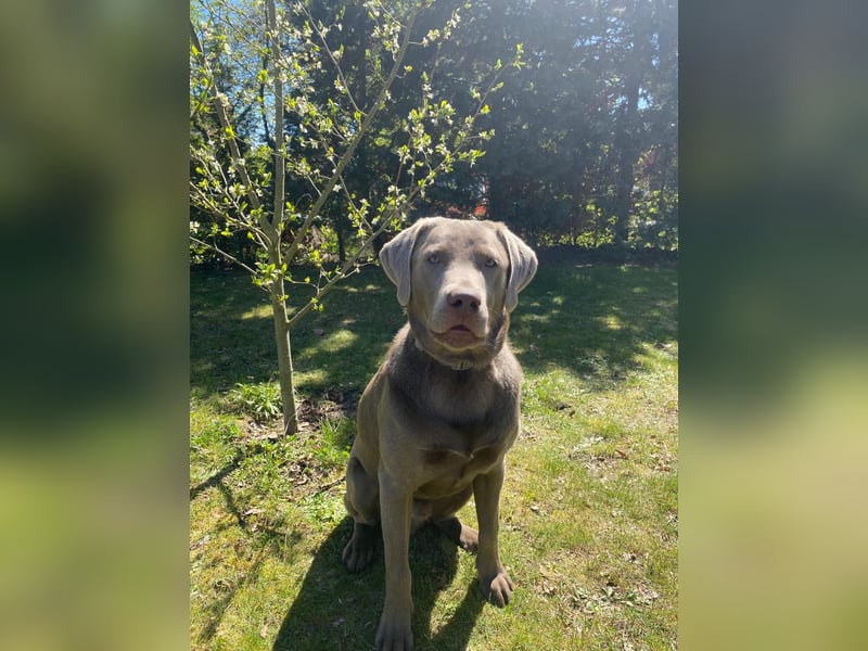 Deckrüde Harald von der PlauerSeelandschaft mit Ahnennachweis